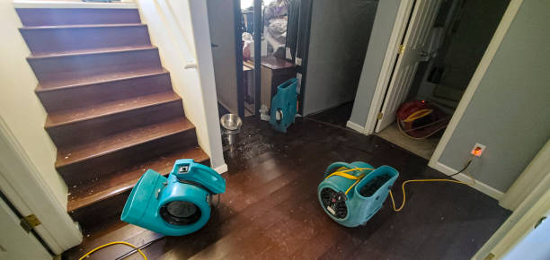 Best Water damage cleanup near me  in Keaau, HI