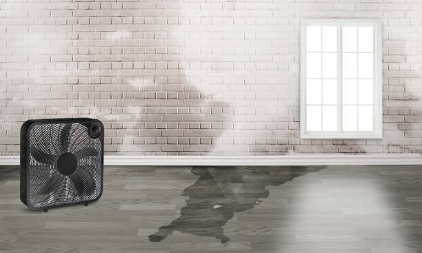 Best Water damage restoration cost  in Keaau, HI